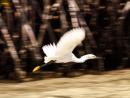 Bahia Amortijada: Snow egret in flight