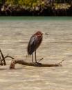 Bahia Amortijada: Dusky heron skulking