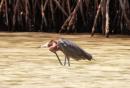 Bahia Amortijada: Dusky heron with an itch