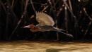 Bahia Amortijada: Dusky heron in flight