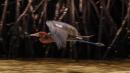 Bahia Amortijada: Dusky heron in flight