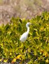 Bahia Amortijada: Egret on the mangroves