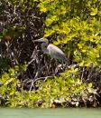 Bahia Amortijada: Blue heron on the mangroves