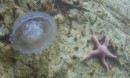Jelly and sea star