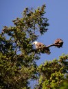 Bald eagles.  I