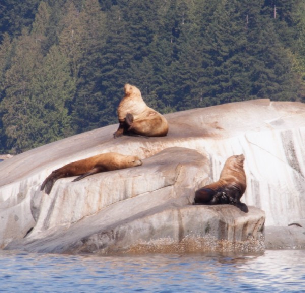 Bull seals on Nelson Rock