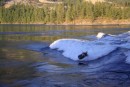 White water kayaker on the Skookumchuck Rapids.