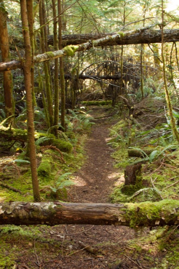The path ahead framed in fallen trees