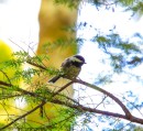 Chick-a-dee in the tree tree tree on Blake Island.