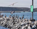 Pelicans at Half Moon Bay (credit Zack Rhodes).