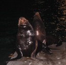 Sea lions on the dock.