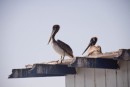 Pelicans on the lookout at Morro Bay.