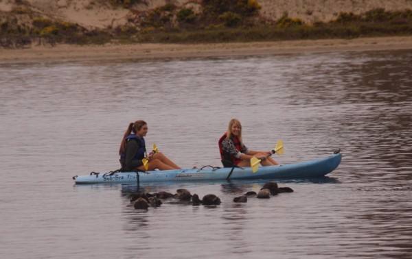 Otters entertaining their clientele at Morro Bay.