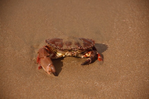 Crab on the beach at Morro Bay.  Thought is was dead, but just enjoying the sunshine.