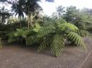 Giant Ferns