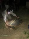 Mon Repos Ranger Measuring Turtle