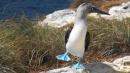 Dancing blue-footed booby