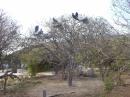 Bird tree -- Isla Isabela
