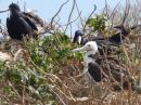 Birds everywhere -- Isla Isabela