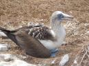 Blue-footed booby on her nest -- Isla Isabela