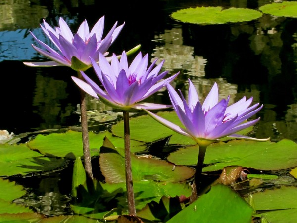 Beautiful lavendar water lilies