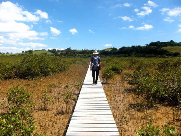 And boardwalks to cross the mangrove swamps