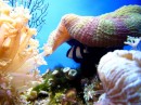 New Caledonia aquarium coral and fish display