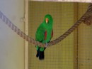 Various kinds of parrots