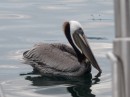 pelicans surround us in Tenacatita