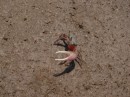 little crabs with one large claw