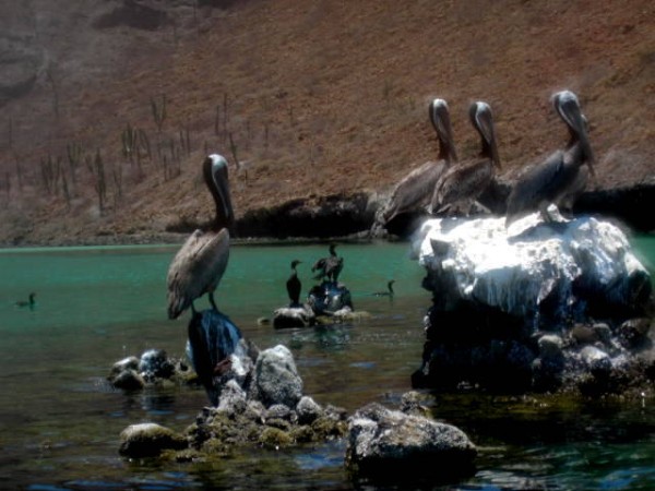 Pelicans roosting at Puerto Balandra 