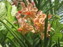 orchids in all types and colors