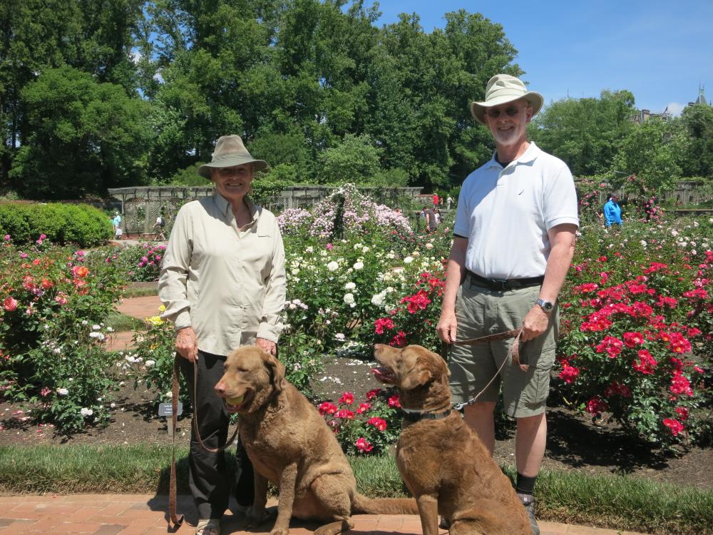 Bob and Karyn take the dogs to the Biltmore Mansion rose garden