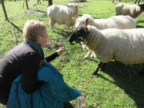 Karyn get to know the sheep.  This one is Lucy