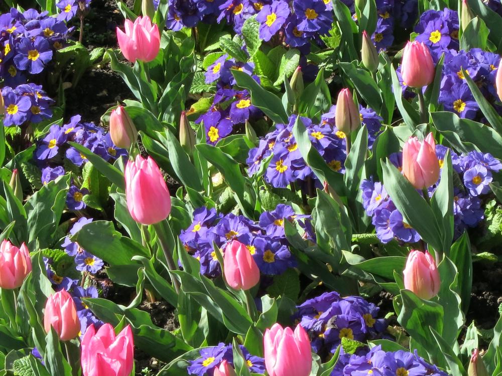 spring flowers: St. James Park