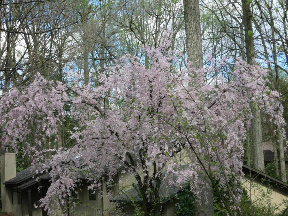 flowering trees: Reston