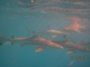 Lots of sharks at "Shark City".  Bob gets in the water to take the pictures