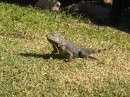 Iguana at poolside