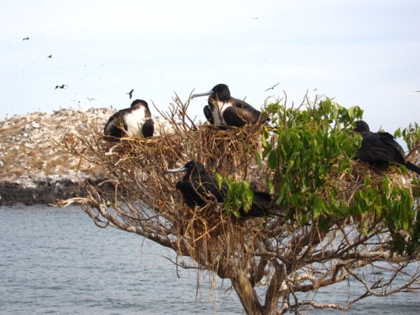 nesting Frigate birds