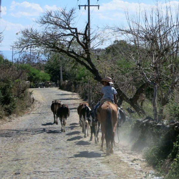 cattle being herded by our casita