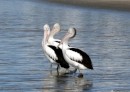 Three pelicans let us get really close