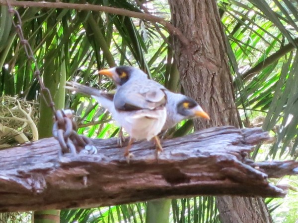 The noisy Miners come for a meal