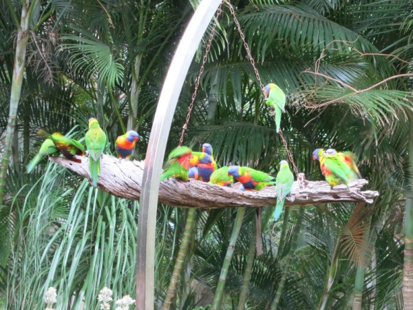 Lots of Lorakeets on the feeder