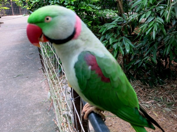 Alexandrian Parrot