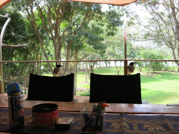As we sit at the table, the Butcherbirds come to visit.  