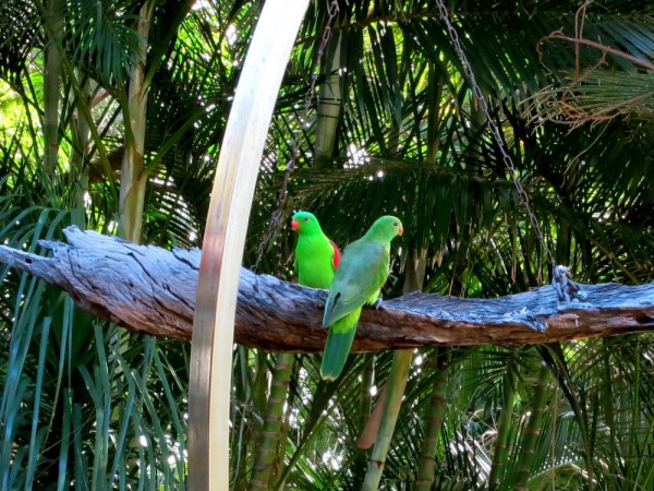 Musk Lorikeet or red-winged parrot