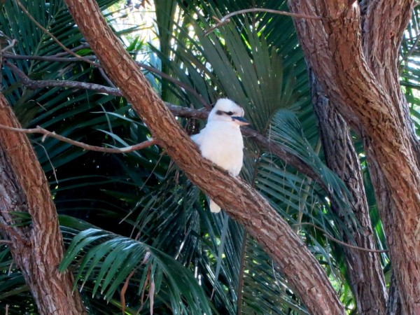 Kookaburra who waits for us each morning