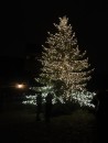 The beautiful tree in the square