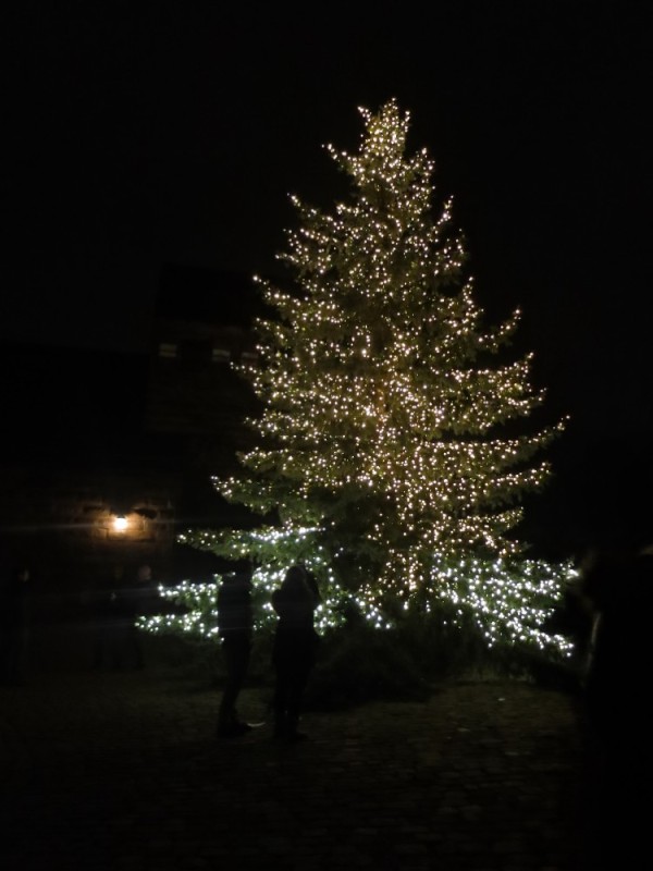 The beautiful tree in the square