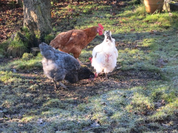 The chickens; Maka, Maggie (after Margaret Thatcher because she is bossy), and Miss Marpole (because she is curious.  